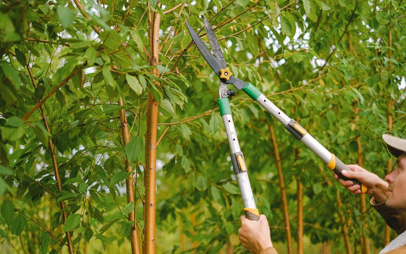 Tree trimming in Hartman, AR