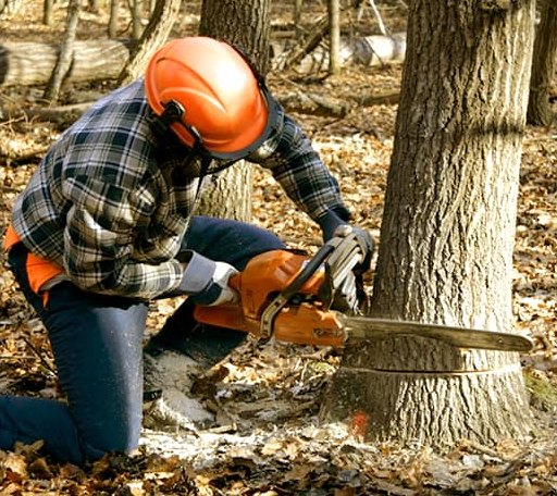 Tree Removal in Hartman, AR